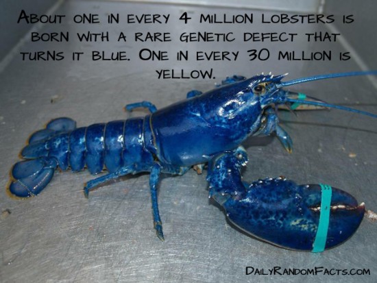 animal facts, facts about animals, interesting animal facts, lobsters fact