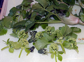 Alexanders flowers and dandelion flower buds ready to be cooked in the stir-fry