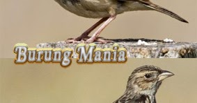 Cara Terjitu Membedakan Branjangan Jantan Dan Betina Burung Mania