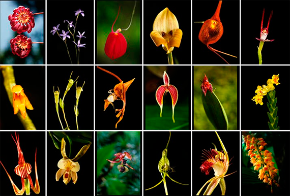Isla de Tenerife Vívela: Orquídeas silvestres de las islas canarias