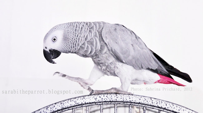 Sarabi the African Grey Parrot
