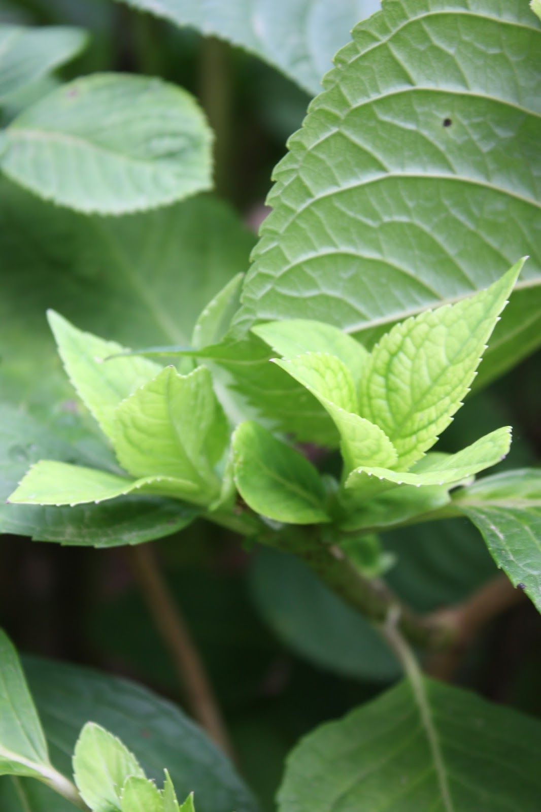 Pen & Hive How to Propagate Hydrangeas from Cuttings