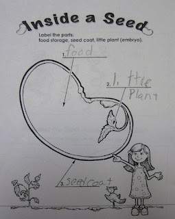 Image result for dissected seeds