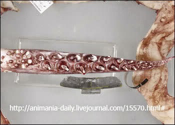 Bizarre Creature of the Day: Creature 48: Mesonychoteuthis hamiltoni
