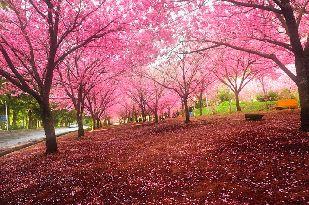 Bobeiras Em Geral As Floradas De Cerejeiras Mais Bonitas Em Todo O Mundo
