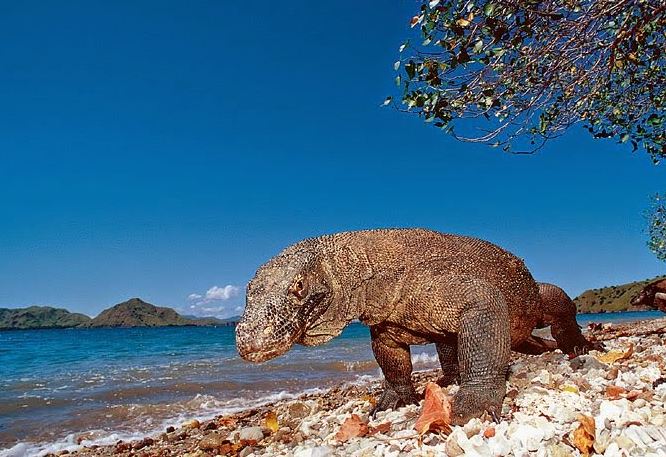 Wisata Di Taman Nasional Komodo 7 Keajaiban Dunia Indonesia Kaya
