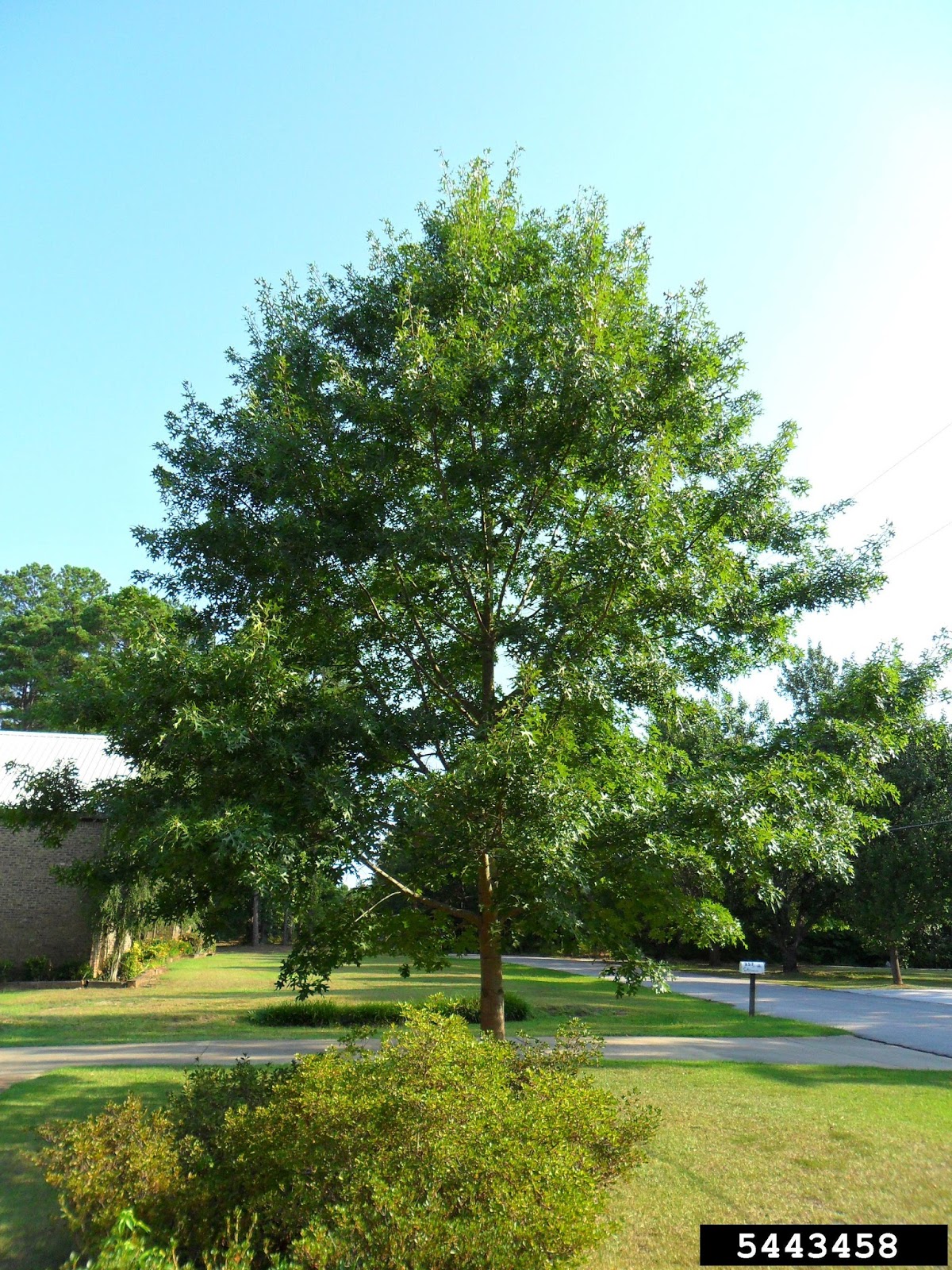 Meet A Tree Meet the "Pin Oak" Quercus palustris