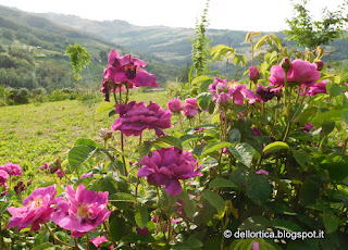 erbe aromatiche e oficinali nel giardino della fattoria didattica dell ortica a Savigno Valsamoggia Bologna vicino Zocca appennino
