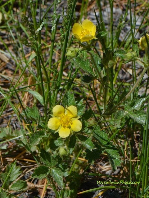 Yellow Cinquefoil (Potentilla sp), Rocky Mountain National Park