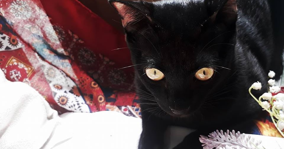 Cẩm nang chăm sóc mèo cưng - Part 1: Khi mèo bị viêm ruột