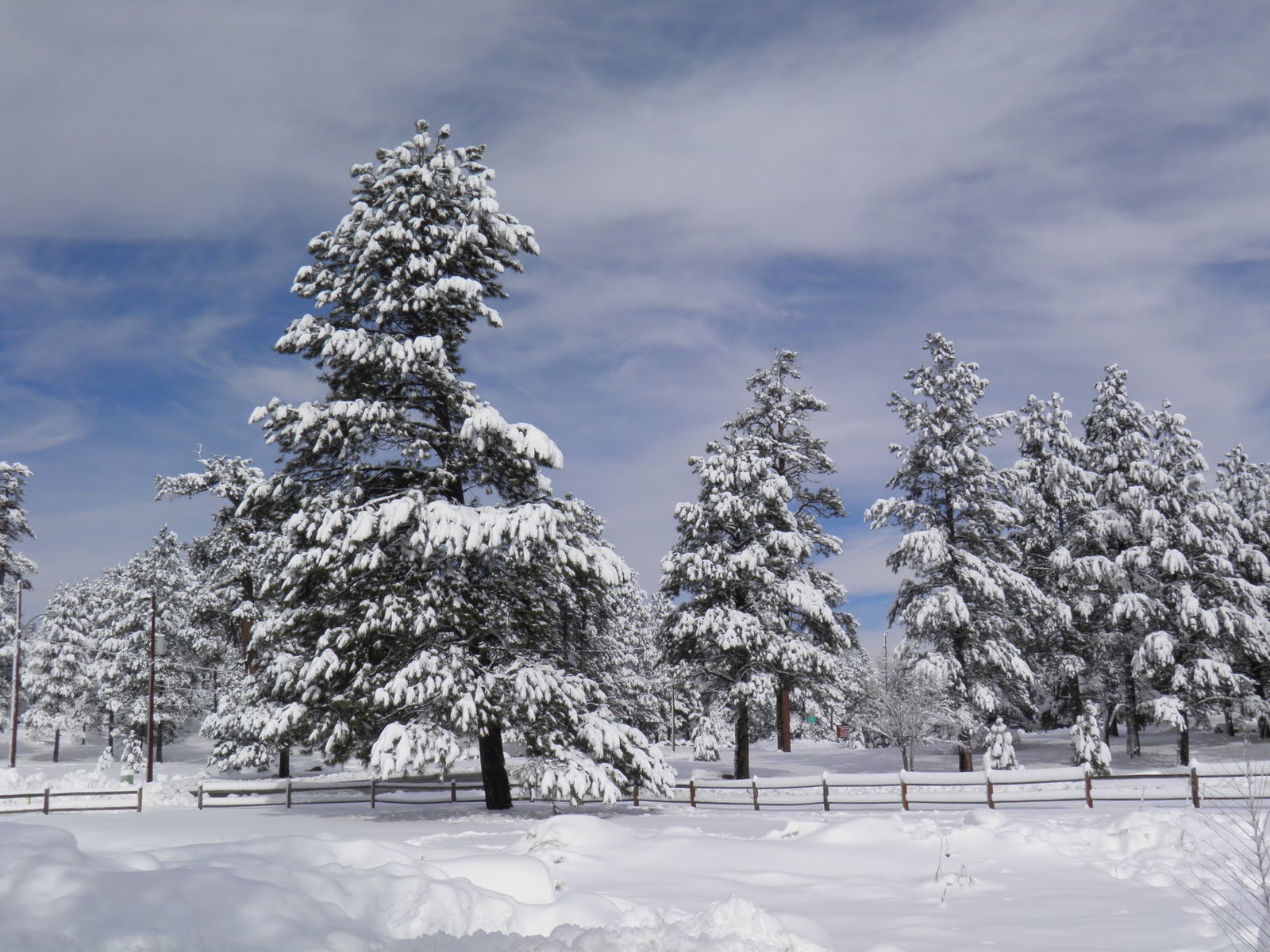 walking flagstaff snow trees