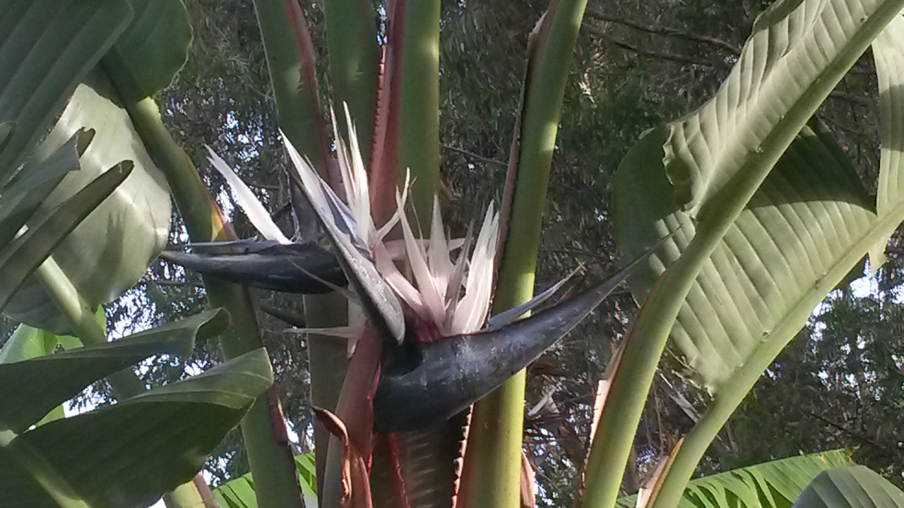 Strelitzia nicolai o ave del paraíso gigante, natal wild banana | natural