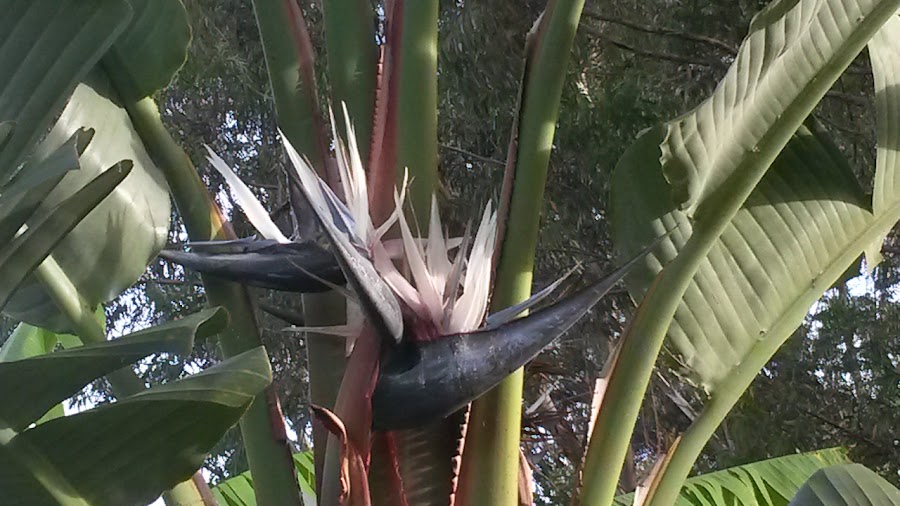 Strelitzia nicolai o ave del paraíso gigante | Plantas