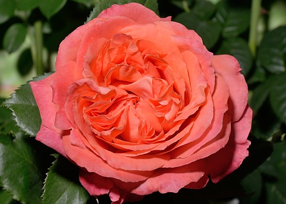 Emilien Guillot rose сорт розы фото  