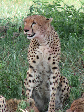 Ruaha National Park #3