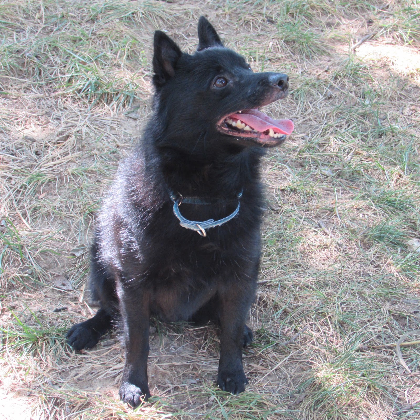 schipperke rescue