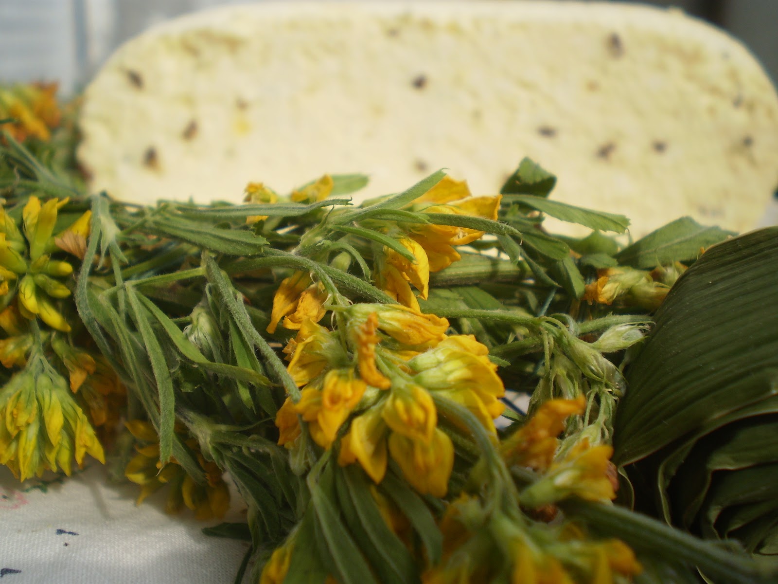 vinotava JĀŅU SIERS