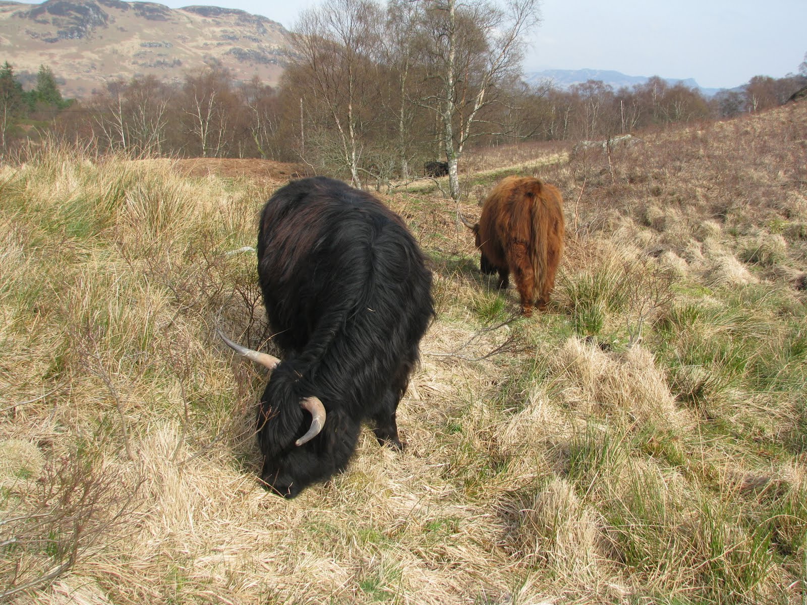 Эвт шаазгай буга барина.: Шотланд "Highland" үүлдрийн үхэр