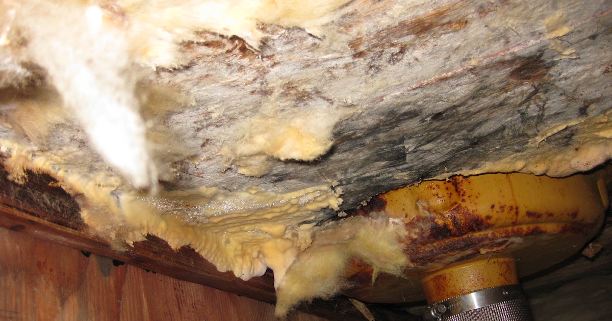 Disaster Survival Tips Why Does Mold Grow in Attics and Crawl Spaces?
