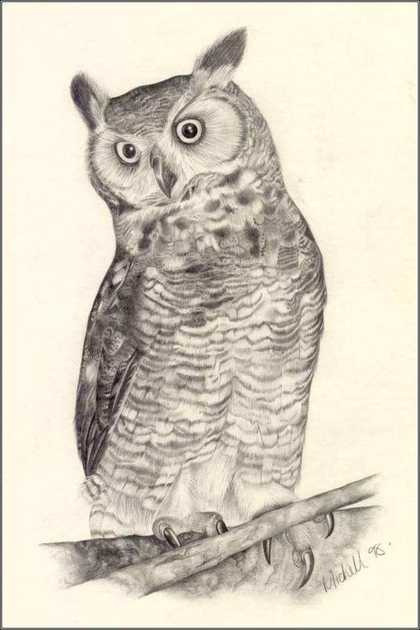 Owl Drawing 3D Drawing