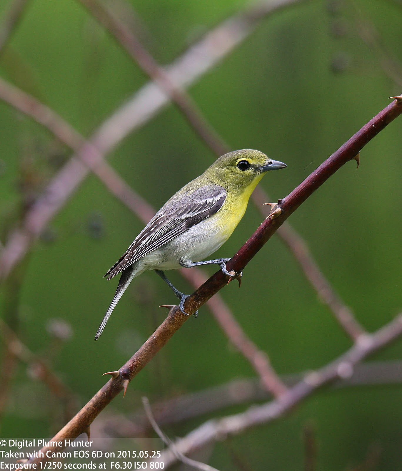 Hunting Digital Plumes in the US and Beyond: Yellow-throated Vireo and ...