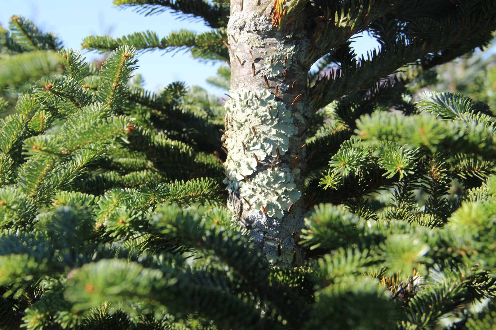 Christmas Tree Tagging, A Family Tradition Home On Oak