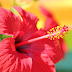 Hibiscus, Trandafirul japonez sau de China