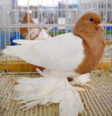 Yellow saxon breast pigeon