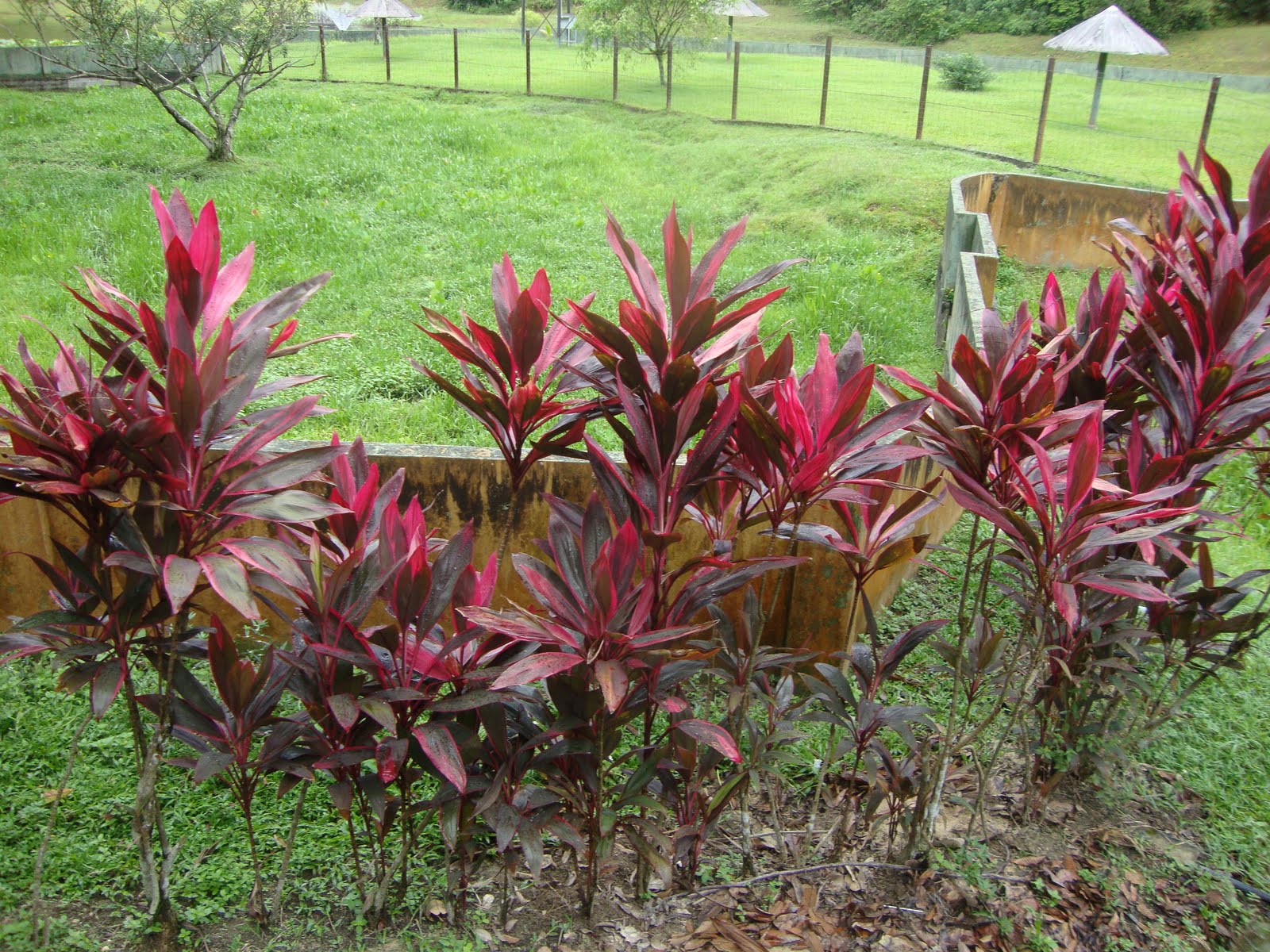 61/3. Кордилина кустарниковая- Cordyline fruticosa