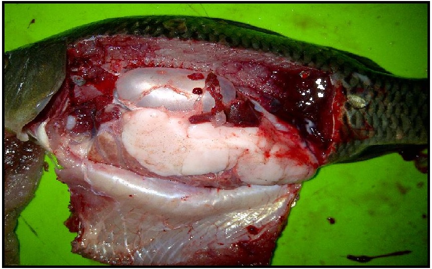 BIOLOGI GONZAGA PRAKTEK BEDAH IKAN