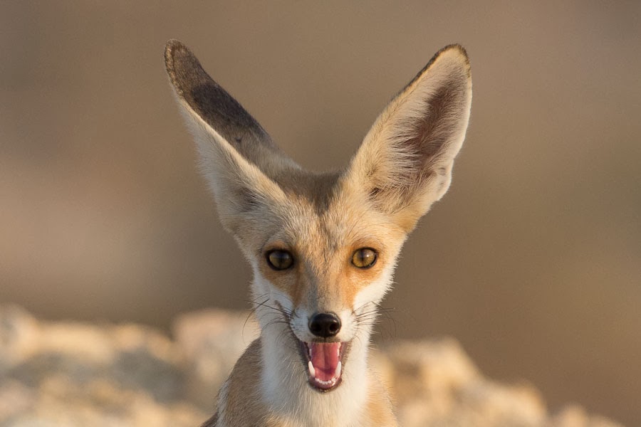 Birds of Saudi Arabia: Arabian Red Fox – Dhahran Hills