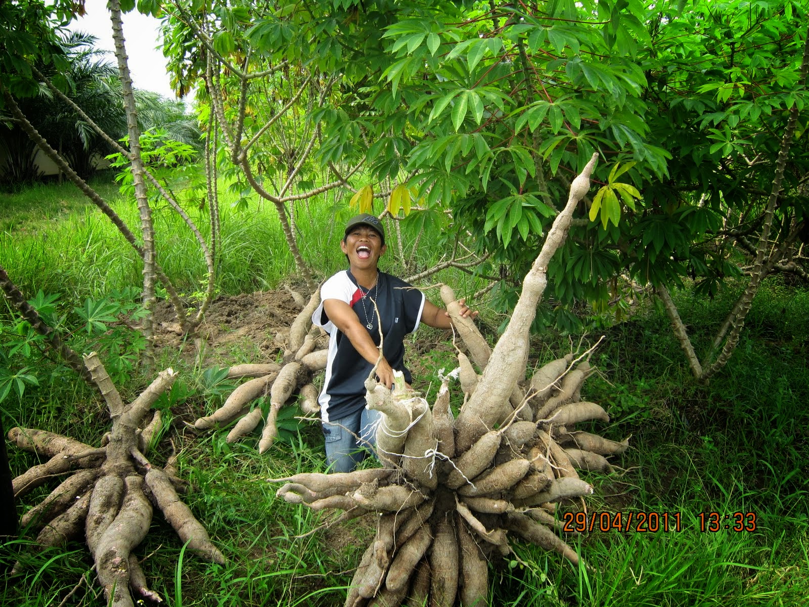 съедобные клубни тропиков 6. съедобные клубни тропиков 6. волосатый овощ. американская картошка батат. ямс и кассава.