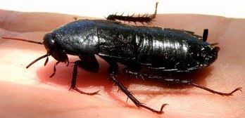 Cucaracha Foto de una cucaracha negra de perfil