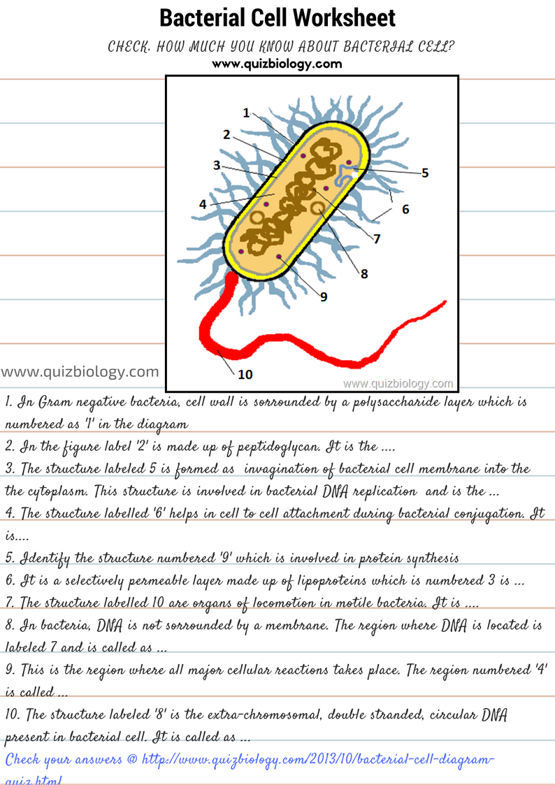 Bacterial cell Worksheet PDF ~ MCQ Biology - Learning ...