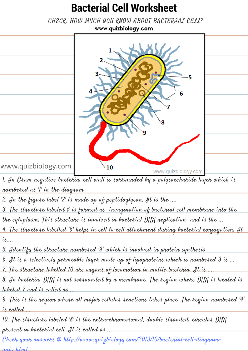 microorganisms-online-worksheet-for-year-5-you-can-do-the-exercises