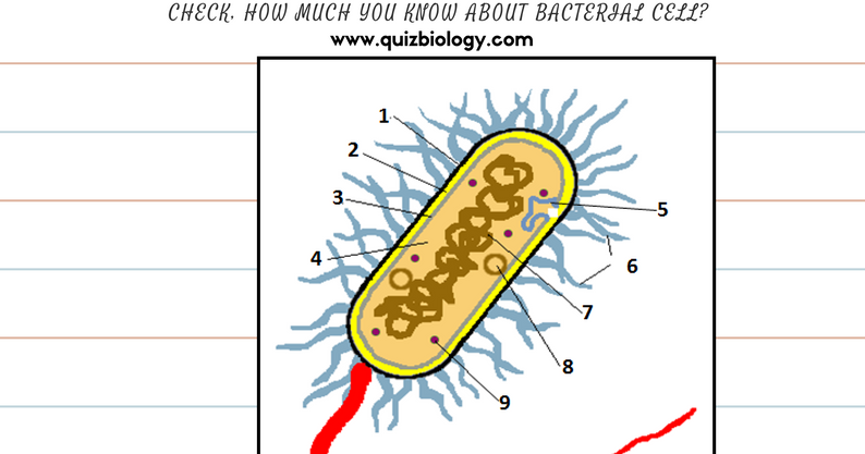 Bacterial cell Worksheet PDF ~ MCQ Biology - Learning Biology through MCQs
