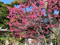 長谷寺の寒緋桜