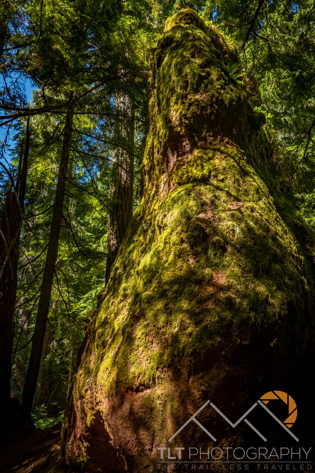 The Life and Travels of The Ellingers Iron Mountain Wildflowers