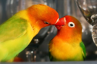 burung lovebird birahi burung lovebird birahi, lovebird birahi, gambar lovebird birahi