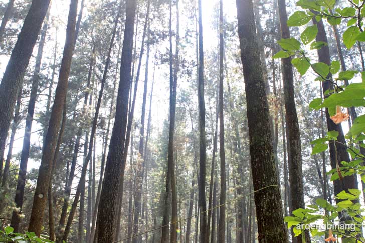 taman hutan raya ir. h. juanda bandung