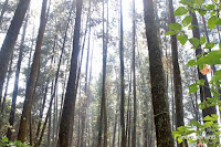 taman hutan raya ir h juanda