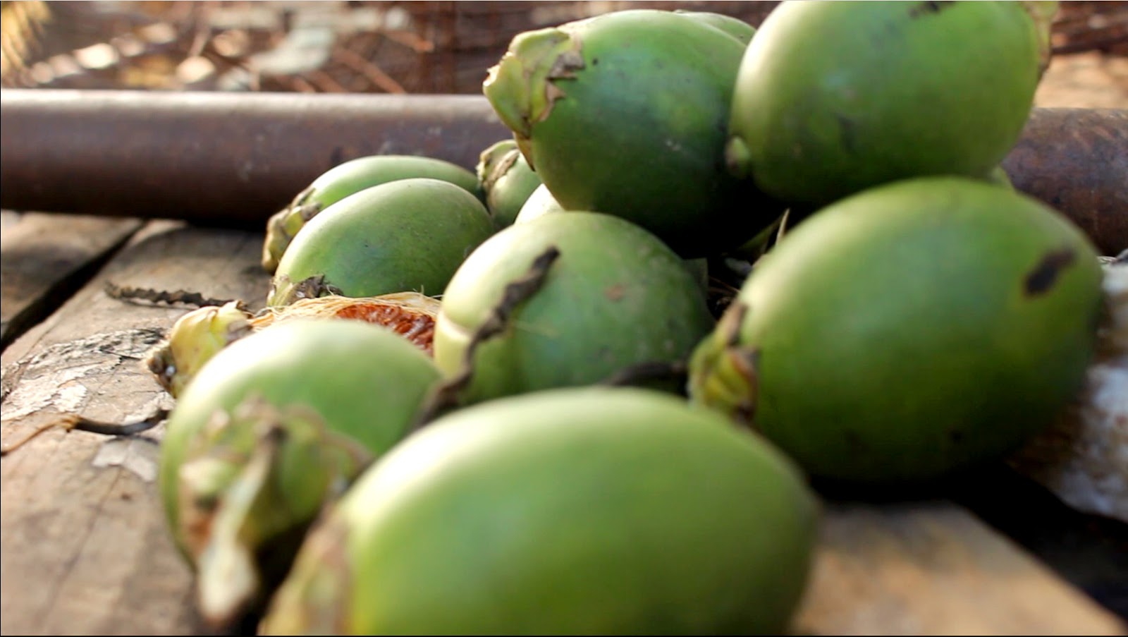 Manfaat Buah Pinang untuk Menghilangkan Jerawat Manfaat Buah Pinang untuk Menghilangkan Jerawat