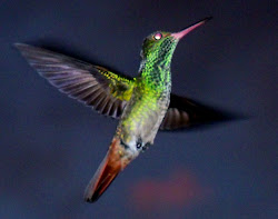 costa rica hummingbirds bird paintings jungle hummingbird night rainforest flying
