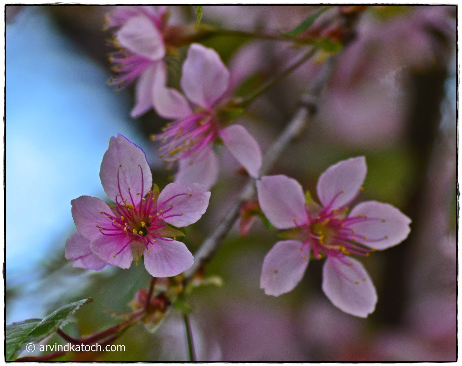 Paja, Prunus Cerasoides, Pink FLowers