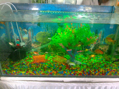 decorative fish aquarium idea