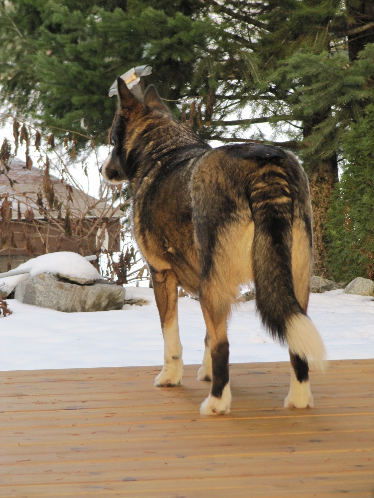 Okanagan Asparagus Farm Asparagus in Armstrong The farm dogs
