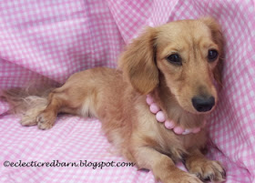 Eclectic Red Bar: Doxies Tiny decked out in pink