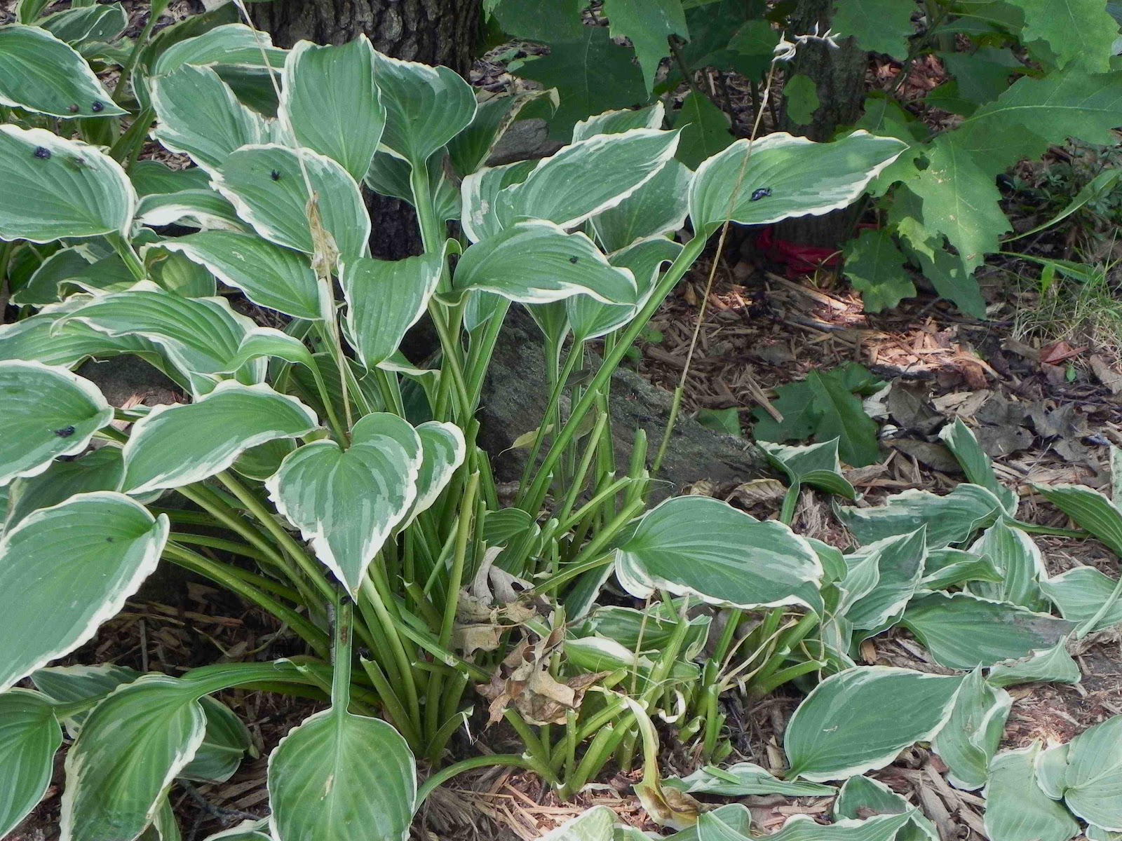 TYWKIWDBI (&quot;TaiWikiWidbee&quot;) Hosta is edible