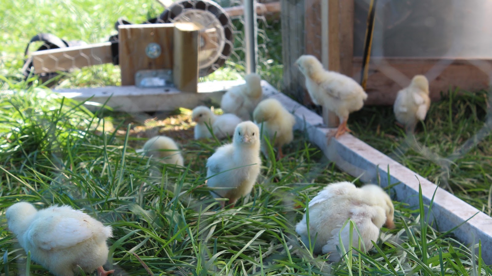 Food Ethos Farm Chickens & Eggs