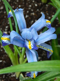Iris reticulata Blue Reticulated Iris at the Allan Gardens Conservatory 2016 Spring Flower Show by Paul Jung Gardening Services
